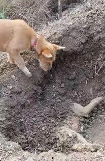 埋狗视频,揭秘“埋狗视频”背后的真相与反思