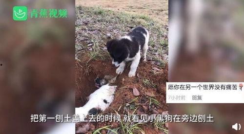 埋狗视频,揭秘“埋狗视频”背后的真相与反思