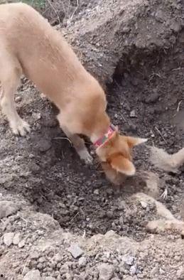 埋狗视频,揭秘“埋狗视频”背后的真相与反思