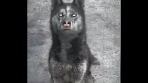 夜间小福利视频