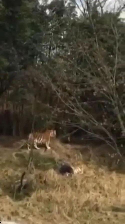 老虎吃人监控视频,监控视频揭秘老虎吞噬人类惨案