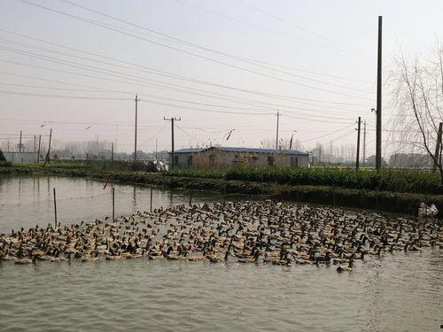 高邮视频,探寻古城韵味与现代化交融之美