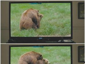 狗熊最新视频,森林生活日常大揭秘