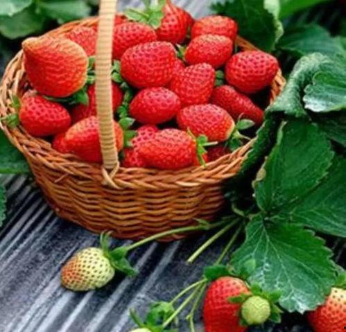 水莓免费100视频