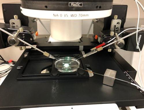 显微注射视频,显微注射技术操作解析与视频回顾